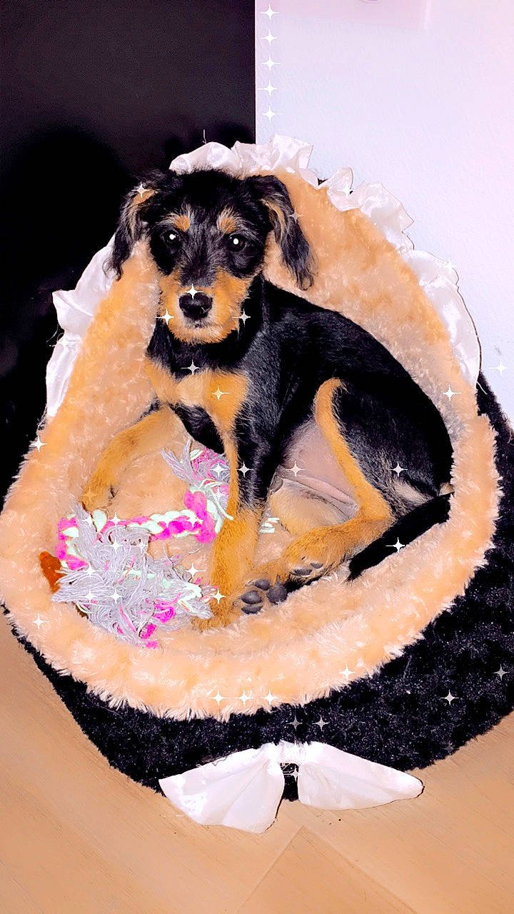 Savana a rejoint le concours — aidez-le/la à gagner de superbes lots ! cake_decorating, canidae, carnivore, circle, companion_dog, dog, dog_breed, dog_clothes, dog_supply, fashion_accessory, fawn, fur, guard_dog, liquid, liver, pet_supply, sporting_group, sugar_cake, toy_dog, working_animal