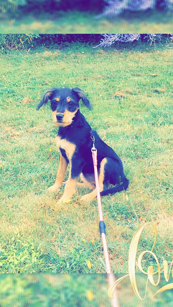 Savana a rejoint le concours — aidez-le/la à gagner de superbes lots ! carnivore, companion_dog, dog, dog_breed, electric_blue, fawn, field, grass, grassland, happy, landscape, pasture, people_in_nature, plant, shadow, snout, sporting_group, tail, tints_and_shades, working_animal
