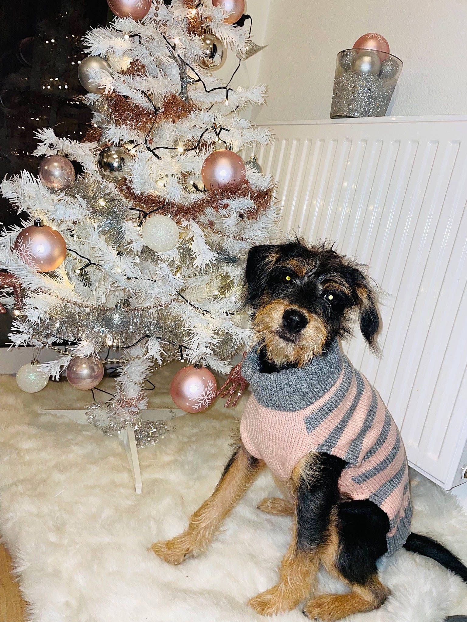 Savana a rejoint le concours — aidez-le/la à gagner de superbes lots ! carnivore, christmas_decoration, christmas_tree, companion_dog, conifer, dog, dog_breed, dog_clothes, dog_supply, event, evergreen, fawn, fur, holiday_ornament, ornament, plant, sporting_group, toy_dog, tree, working_animal