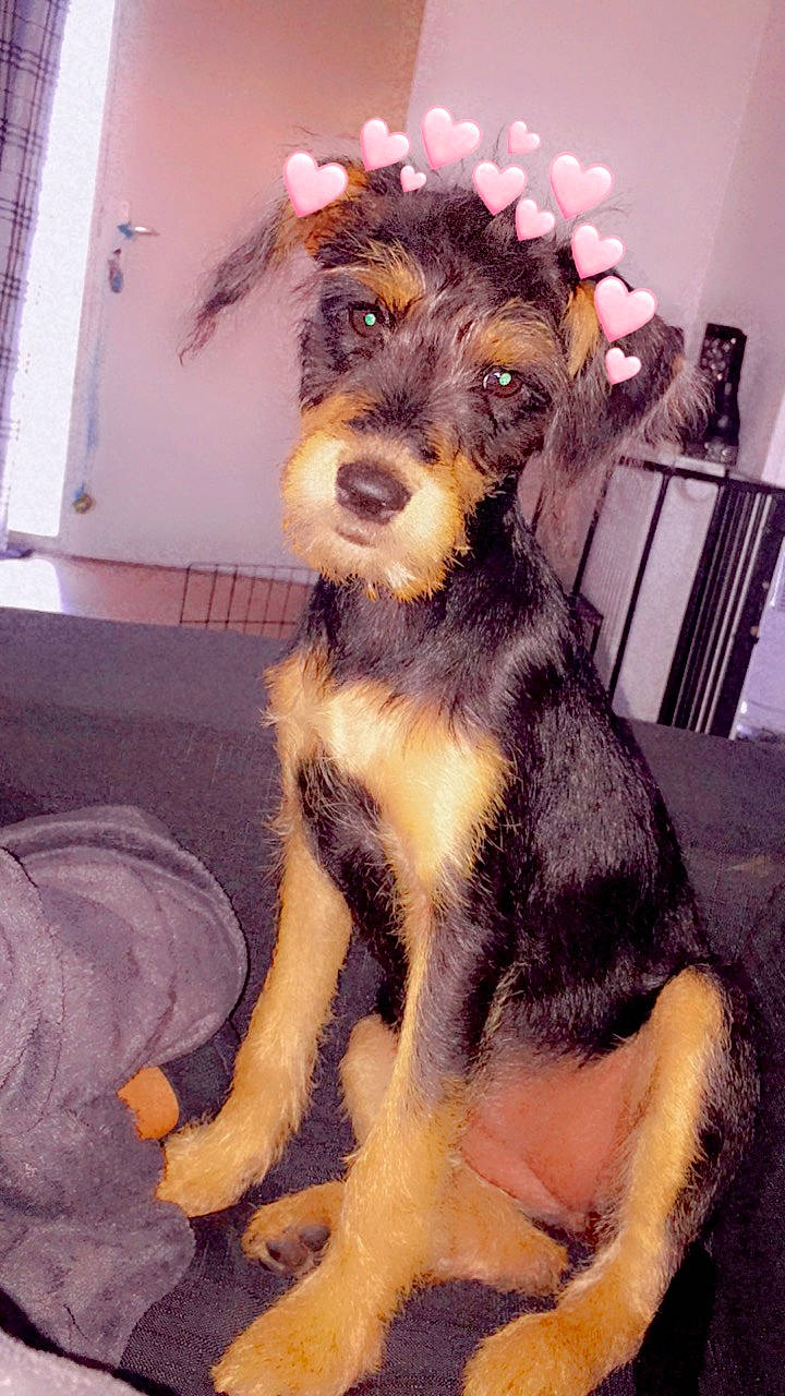 Savana a rejoint le concours — aidez-le/la à gagner de superbes lots ! canidae, carnivore, companion_dog, dog, dog_breed, dog_clothes, dog_supply, fashion_accessory, fashion_design, fawn, fur, hat, paw, pet_supply, snout, sporting_group, tail, terrier, working_animal, working_dog