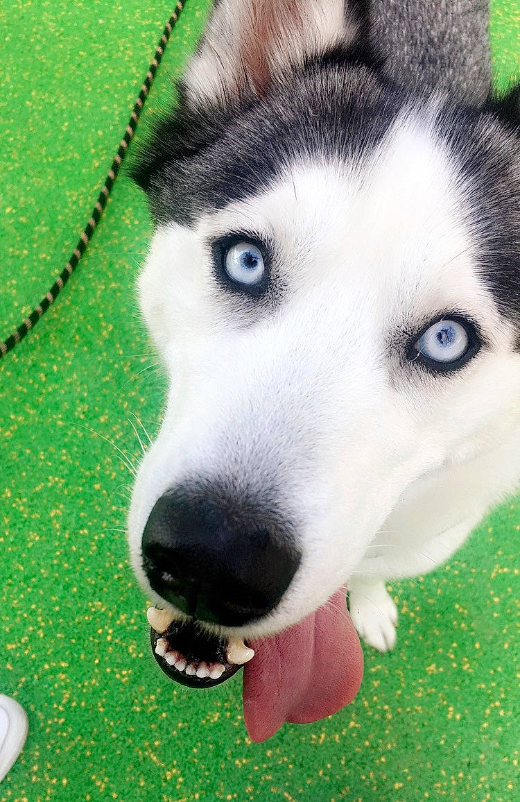 Miska participe au concours pour gagner de l'argent avec cette photo : alaskan_malamute, canidae, carnivore, dog, dog_breed, eye, grass, labrador_husky, mammal, miniature_siberian_husky, nose, organ, rare_breed_dog, sakhalin_husky, seppala_siberian_sleddog, siberian_husky, skin, sled_dog, snout, vertebrate