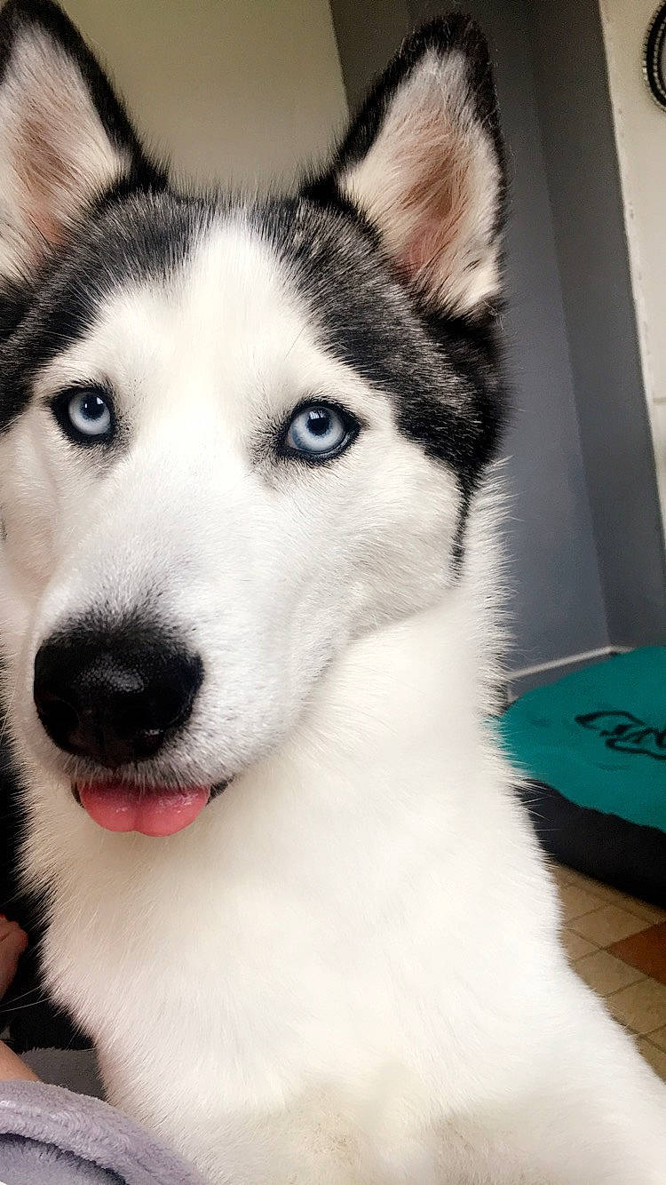 Miska participe au concours pour gagner de l'argent avec cette photo : alaskan_malamute, canadian_eskimo_dog, canidae, carnivore, dog, dog_breed, east_siberian_laika, eye, mammal, miniature_siberian_husky, native_american_indian_dog, nose, sakhalin_husky, seppala_siberian_sleddog, siberian_husky, sled_dog, snout, tamaskan_dog, vertebrate, wolfdog