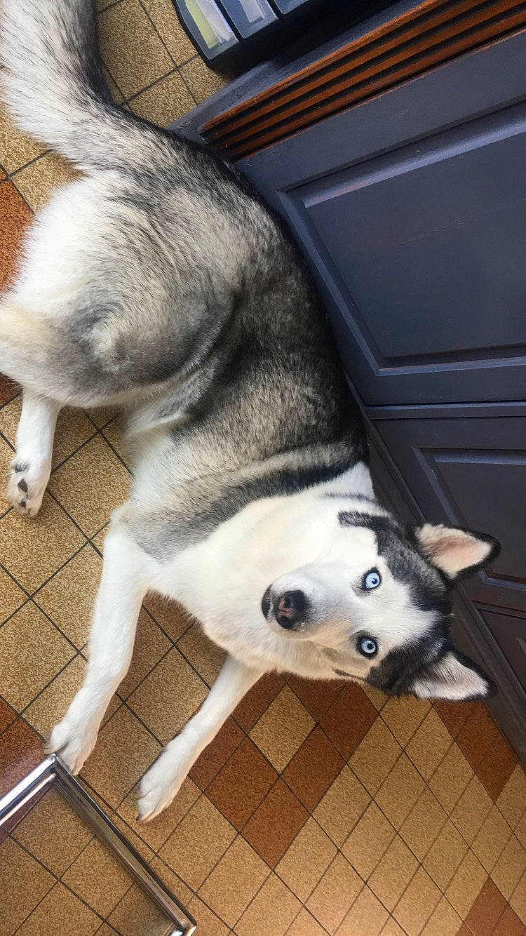 Miska a rejoint le concours — aidez-le/la à gagner de superbes lots ! alaskan_klee_kai, alaskan_malamute, canidae, carnivore, dog, dog_breed, east_siberian_laika, mammal, miniature_siberian_husky, northern_inuit_dog, nose, rare_breed_dog, sakhalin_husky, siberian_husky, sled_dog, snout, sporting_group, tail, vertebrate, wolfdog