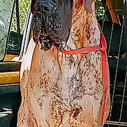 Thor a rejoint le concours — aidez-le/la à gagner de superbes lots ! dog, large_dog, inside_vehicle, car, leash, wrinkly_face, ears, window, seat, metal_barrier, brown_coat, pet, canine, standing, looking, daylight, fur, animal, transport, restraint