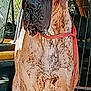 dog, large_dog, inside_vehicle, car, leash, wrinkly_face, ears, window, seat, metal_barrier, brown_coat, pet, canine, standing, looking, daylight, fur, animal, transport, restraint