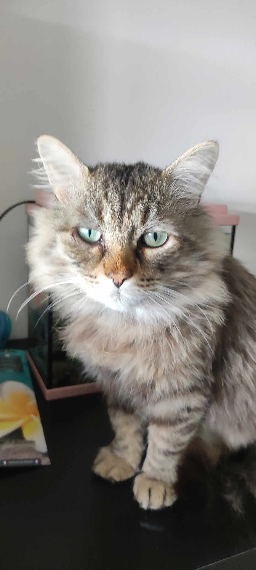 Garfield participe au concours pour gagner de l'argent avec cette photo : cat, tabby, feline, green_eyes, fluffy, indoor, pet, animal, whiskers, ears, fur, paws, table, fish_tank, book, blurred_background, domestic, cute, portrait, sitting
