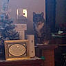 animal, chair, christmas_tree, cozy, dark, decoration, dog, electrical_outlet, framed_picture, furniture, holiday, home, indoors, living_room, low_light, pet, portrait, shadow, sitting, table