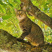 Teeny Tiny Tiger joined the competition — help win amazing prizes! cat, tabby_cat, tree, branch, green_leaves, moss, lichen, outdoor, nature, animal, pet, feline, sunlight, daylight, wildlife, alert, sitting, closeup, fur, whiskers