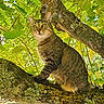 cat, tabby_cat, tree, branch, green_leaves, moss, lichen, outdoor, nature, animal, pet, feline, sunlight, daylight, wildlife, alert, sitting, closeup, fur, whiskers