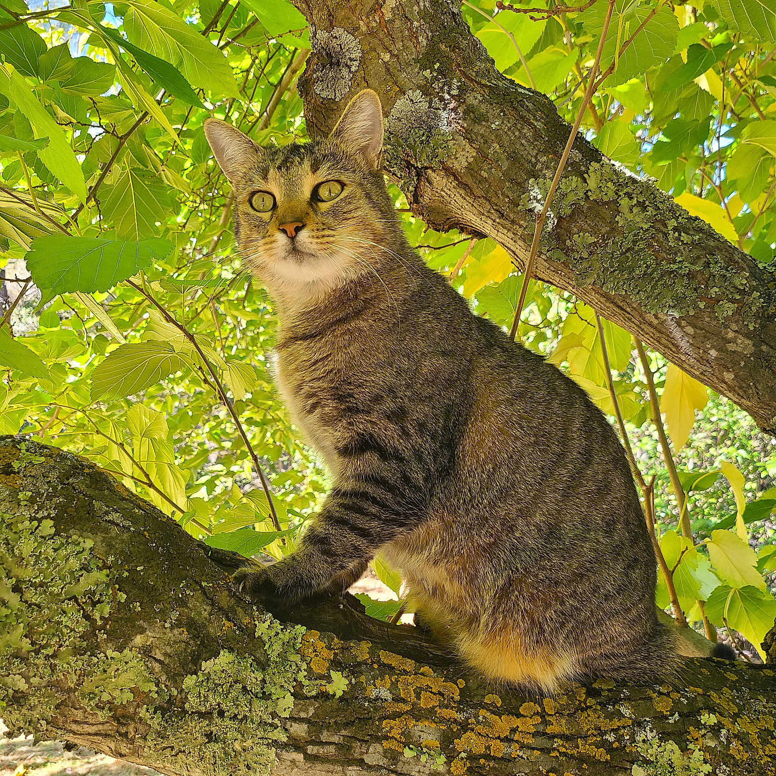 Teeny Tiny Tiger joined the competition — help win amazing prizes! cat, tabby_cat, tree, branch, green_leaves, moss, lichen, outdoor, nature, animal, pet, feline, sunlight, daylight, wildlife, alert, sitting, closeup, fur, whiskers