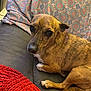 Maple is registered to the contest to win money with this photo: dog, brown_dog, small_dog, couch, blanket, knitted_throw, indoor, pet, animal, resting, fur, paw, nose, ears, comfort, home, cozy, pattern, textile, relaxed