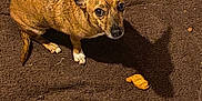 Maple is registered to the contest to win money with this photo: dog, brindle, pet, animal, indoor, dog_bed, brown, toy, chew_toy, floor, wooden_cabinet, shadow, looking_up, ears_up, small_dog, fur, cute, companion, domestic, resting