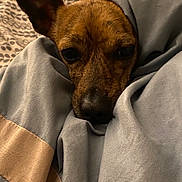 Maple joined the competition — help win amazing prizes! dog, blanket, bed, brown, snout, ear, cozy, resting, indoor, fabric, closeup, pet, fur, sleepy, cute, animal, comfort, soft, warm, relaxed