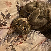 Wang-Lau joined the competition — help win amazing prizes! cat, tabby, gray_cat, pet, animal, cute, lying_down, cozy, blanket, fluffy, fur, whiskers, ears, indoor, resting, curious, domestic_cat, sleepy, paws, bed