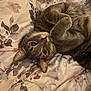 cat, tabby, gray_cat, pet, animal, cute, lying_down, cozy, blanket, fluffy, fur, whiskers, ears, indoor, resting, curious, domestic_cat, sleepy, paws, bed