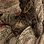 cat, tabby, gray_cat, pet, animal, indoor, bed, blanket, floral_pattern, tongue_out, relaxed, feline, cute, domestic_cat, resting, whiskers, fur, paw, cozy, sleepy
