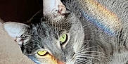Wang-Lau is registered to the contest to win money with this photo: cat, gray_cat, tabby, yellow_eyes, floor, tile_floor, rainbow_light, sunlight, whiskers, pet, animal, close_up, cute, feline, indoor, curious, looking_up, mammal, fur, domestic_cat