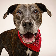 Gangster participe au concours pour gagner de l'argent avec cette photo : dog, canine, pet, animal, bandana, red_bandana, portrait, studio, smiling, happy, brown_fur, black_fur, white_chest, ears, tongue_out, closeup, friendly, domestic_animal, looking_at_camera, isolated_background