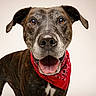 dog, canine, pet, animal, bandana, red_bandana, portrait, studio, smiling, happy, brown_fur, black_fur, white_chest, ears, tongue_out, closeup, friendly, domestic_animal, looking_at_camera, isolated_background
