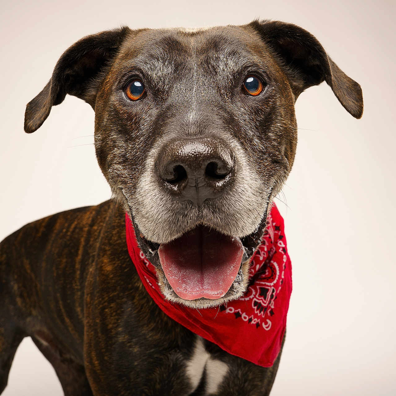 Gangster participe au concours pour gagner de l'argent avec cette photo : dog, canine, pet, animal, bandana, red_bandana, portrait, studio, smiling, happy, brown_fur, black_fur, white_chest, ears, tongue_out, closeup, friendly, domestic_animal, looking_at_camera, isolated_background