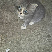 Mittens joined the competition — help win amazing prizes! kitten, cat, gray_fur, blue_eyes, small, cute, fluffy, animal, pet, concrete, outdoor, sitting, looking_up, young, fur, whiskers, adorable, alone, curious, wildlife