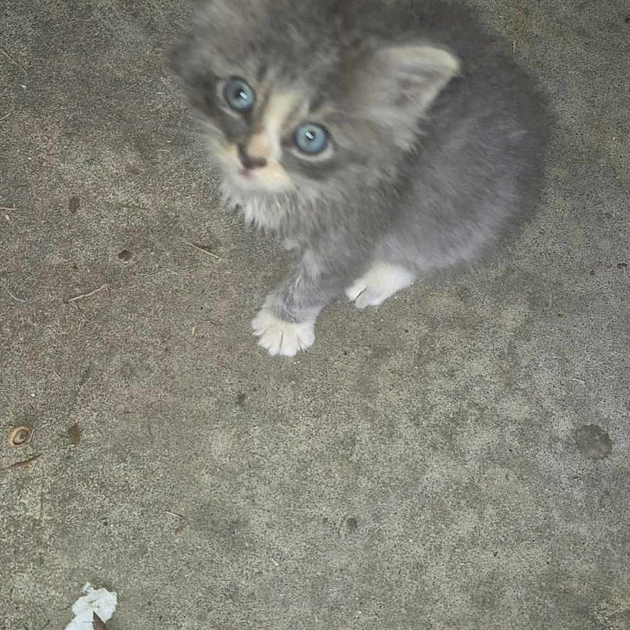 Mittens joined the competition — help win amazing prizes! kitten, cat, gray_fur, blue_eyes, small, cute, fluffy, animal, pet, concrete, outdoor, sitting, looking_up, young, fur, whiskers, adorable, alone, curious, wildlife