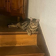 Djenko a rejoint le concours — aidez-le/la à gagner de superbes lots ! animal, brown, cabinet, cat, cozy, curious, domestic_cat, floor, furniture, home, indoor, paw, pet, relaxed, resting, stairs, striped, tabby, wall, wooden_stairs