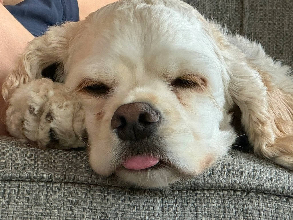 Gussy is registered to the contest to win money with this photo: bored, canidae, carnivore, companion_dog, dog, dog_breed, dog_collar, dog_supply, fawn, fur, non_sporting_group, puppy, puppy_love, small_greek_domestic_dog, snout, sporting_group, terrestrial_animal, toy_dog, whiskers, working_animal