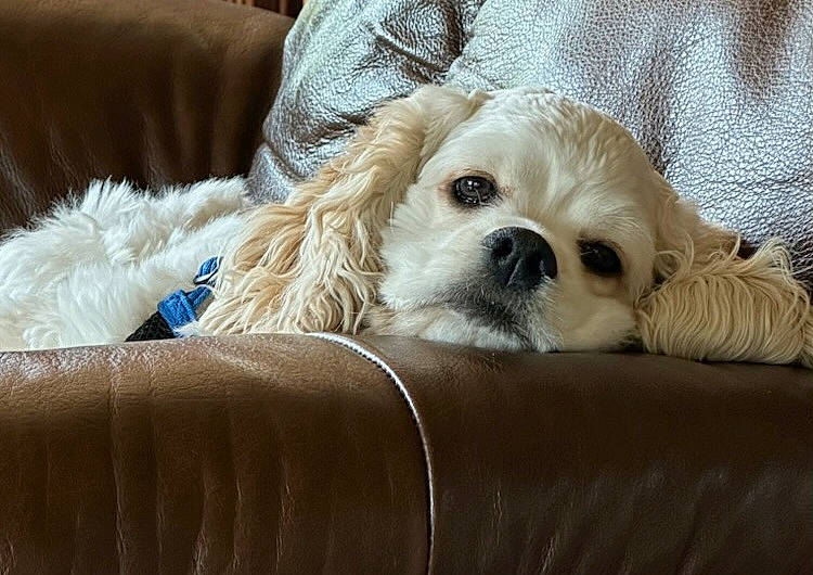 Gussy joined the competition — help win amazing prizes! canidae, carnivore, comfort, companion_dog, couch, dog, dog_breed, dog_collar, dog_supply, fawn, fur, paw, pet_supply, puppy_love, snout, sporting_group, terrestrial_animal, toy_dog, whiskers, working_animal