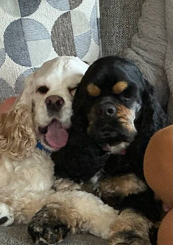 Gussy is registered to the contest to win money with this photo: bored, canidae, carnivore, cavalier_king_charles_spaniel, companion_dog, dog, dog_breed, fawn, fur, king_charles_spaniel, liver, natural_material, paw, snout, spaniel, sporting_group, terrestrial_animal, toy_dog, vertebrate, working_animal