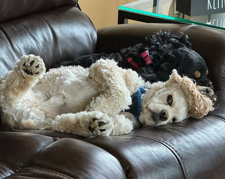 Gussy is registered to the contest to win money with this photo: canidae, carnivore, comfort, companion_dog, couch, dog, dog_breed, dog_supply, fur, labradoodle, living_room, room, sofa_bed, sporting_group, studio_couch, stuffed_toy, terrier, toy, toy_dog, vertebrate