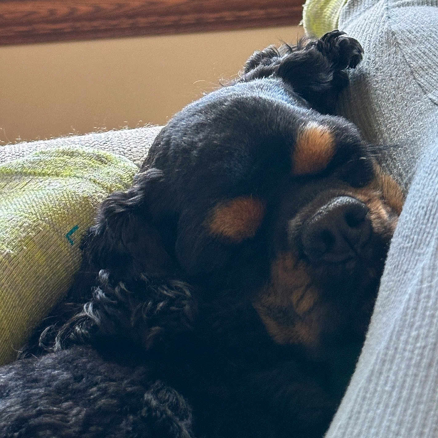 Stella