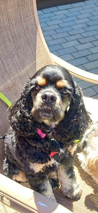 Stella joined the competition — help win amazing prizes! canidae, carnivore, cocker_spaniel, collar, companion_dog, dog, dog_breed, dog_collar, dog_supply, fashion_accessory, fur, liver, outdoor_furniture, pet_supply, snout, spaniel, sporting_group, toy_dog, water_dog, working_animal