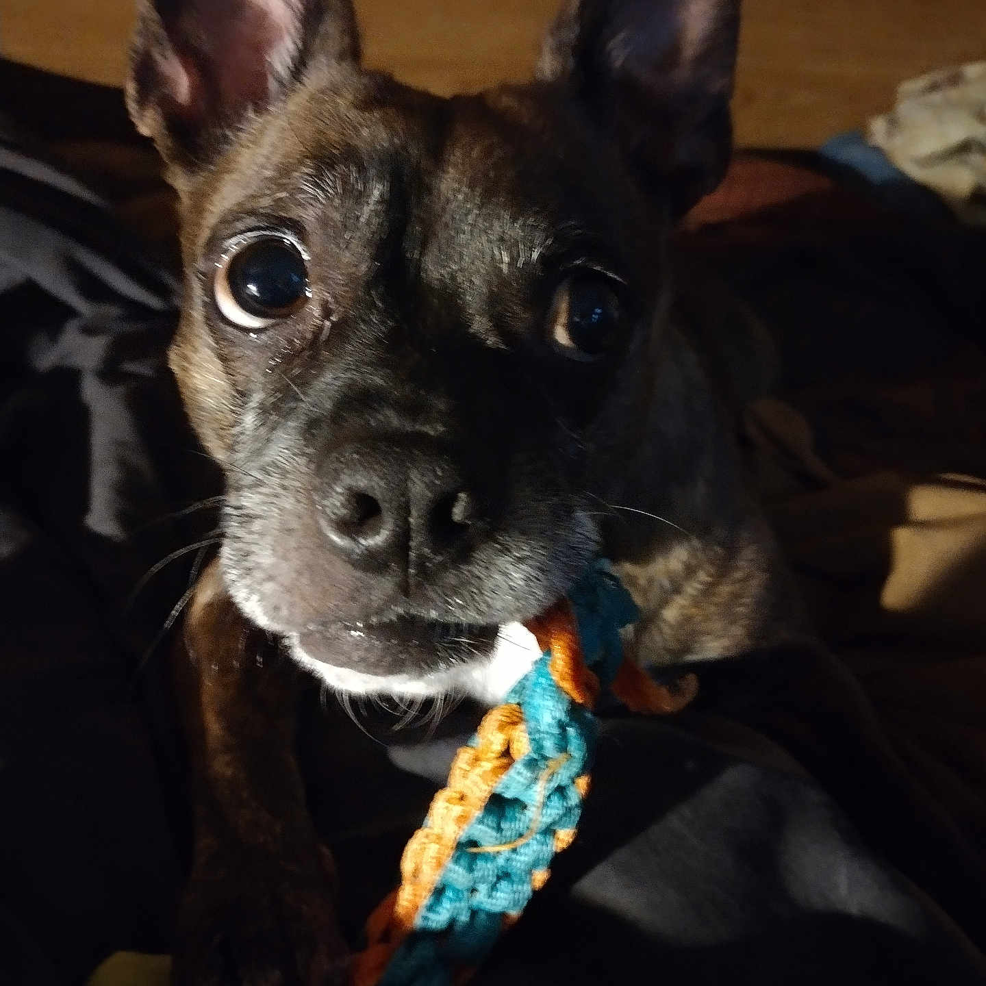 Roxie is registered to the contest to win money with this photo: animal, braided_rope, brown_fur, canine, chewing, close_up, companion, curious, cute, dark_background, dog, ears_up, face, friendly, indoor, looking, paw, pet, playful, toy