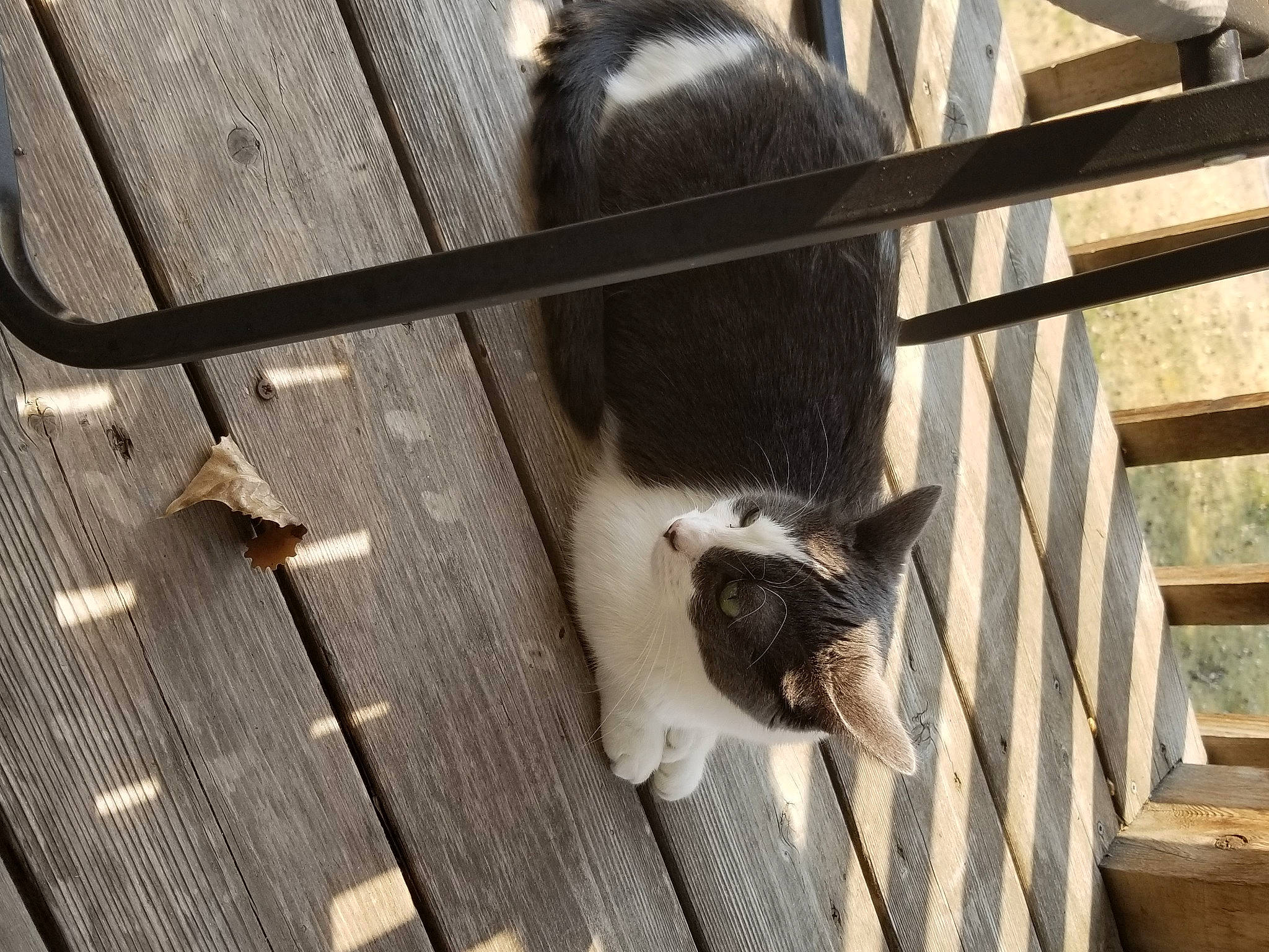 Peanut is registered to the contest to win money with this photo: animal_shelter, cage, carnivore, cat, domestic_short_haired_cat, fawn, felidae, fur, hardwood, mammal, pet_supply, small_to_medium_sized_cats, snout, sporting_group, tail, terrestrial_animal, vertebrate, whiskers, wildlife, wood