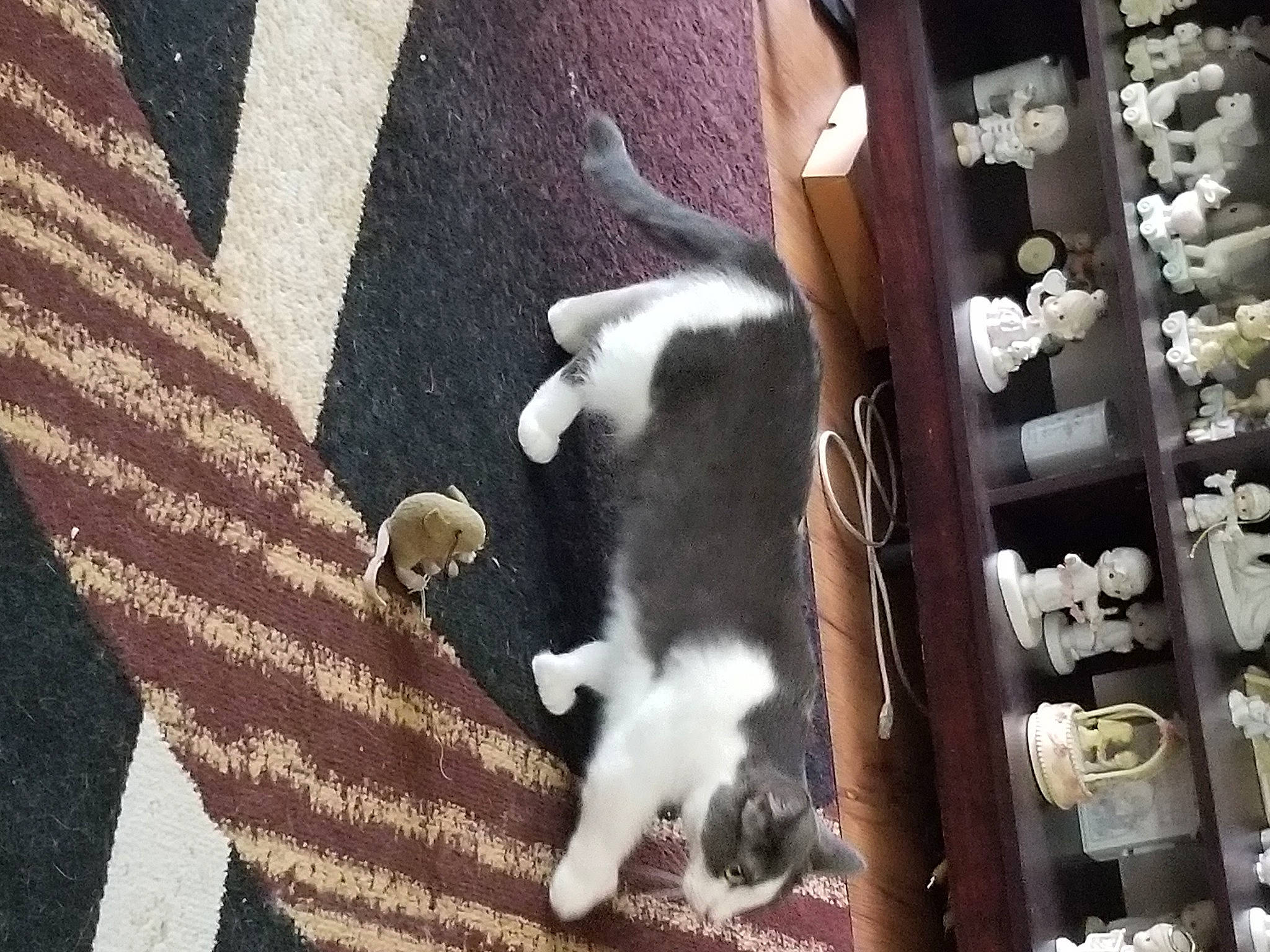 Peanut joined the competition — help win amazing prizes! canidae, carnivore, cat, companion_dog, dog_breed, domestic_short_haired_cat, fawn, felidae, fur, small_to_medium_sized_cats, sporting_group, tail, terrestrial_animal, whiskers, wood, wool, working_animal