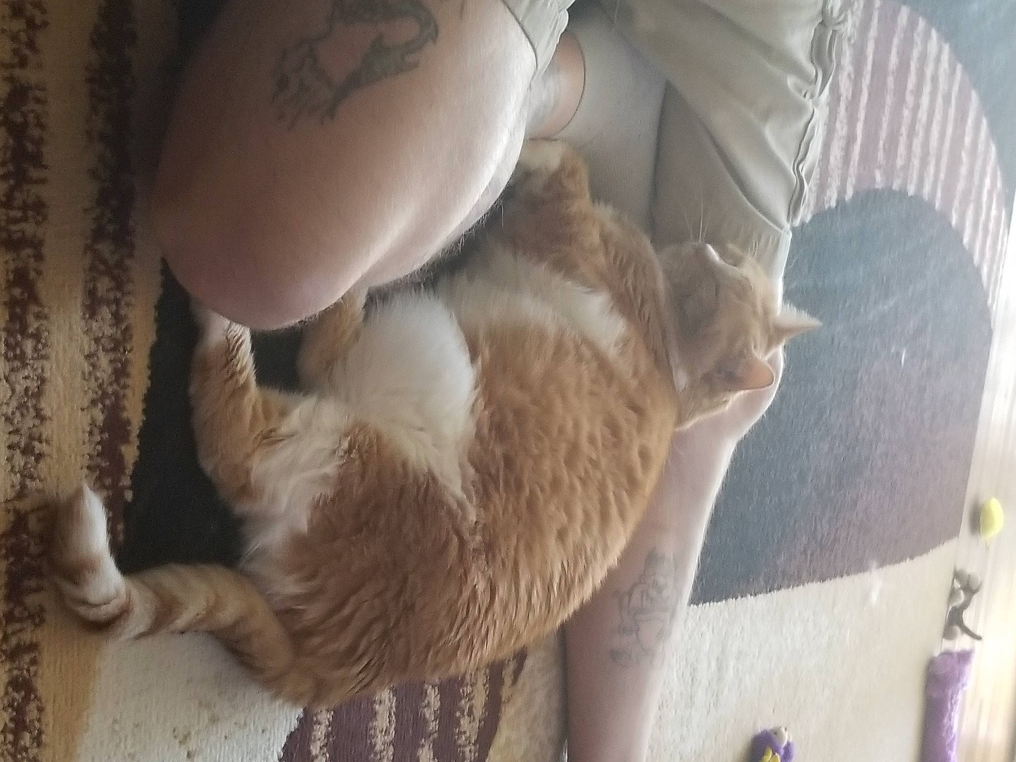 Nahla joined the competition — help win amazing prizes! canidae, carnivore, cat, claw, comfort, companion_dog, dog_breed, domestic_rabbit, domestic_short_haired_cat, fawn, felidae, foot, fur, human_leg, paw, rabbit, small_to_medium_sized_cats, tail, whiskers, wood