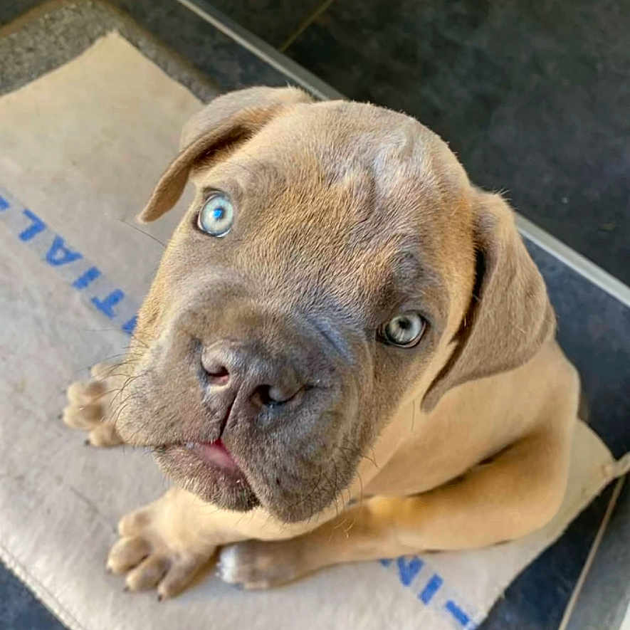 Aronn a rejoint le concours — aidez-le/la à gagner de superbes lots ! animal, boxer, bulldog, canine, cardboard, dog, frenchbulldog, hound, indoors, interiordesign, labradorretriever, mat, person, pet, pitbull, puppy, sleeping, snout, text, whitedog