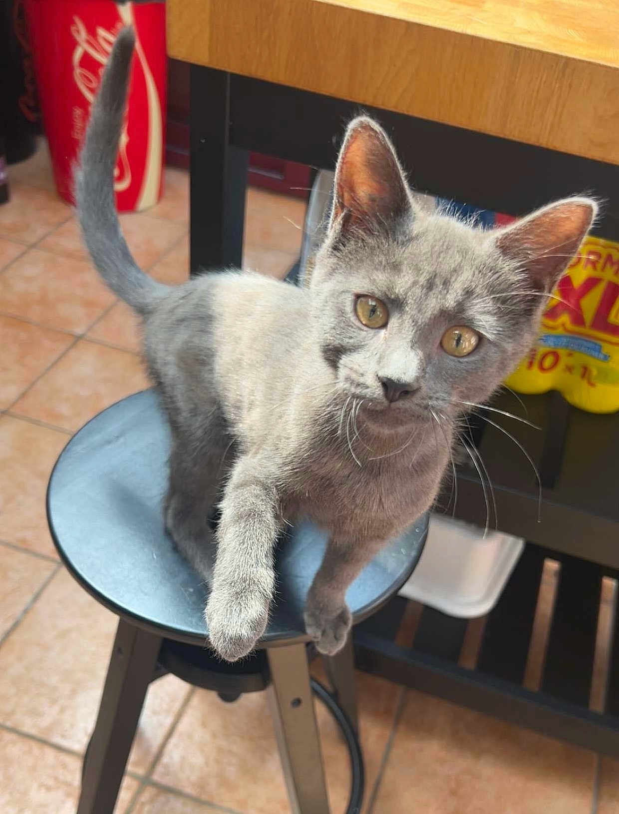 Alfred a rejoint le concours — aidez-le/la à gagner de superbes lots ! cat, grey_cat, yellow_eyes, stool, kitchen, tile_floor, curious, pet, animal, feline, paw, indoor, domestic, fur, whiskers, table, counter, household, closeup, playful