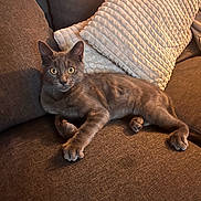 Alfred a rejoint le concours — aidez-le/la à gagner de superbes lots ! cat, gray_cat, pet, animal, feline, couch, sofa, pillow, indoor, home, resting, curious, wide_eyes, fur, whiskers, relaxed, cozy, texture, living_room, comfortable