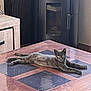 Alfred a rejoint le concours — aidez-le/la à gagner de superbes lots ! cat, gray_cat, table, wooden_table, stretched_out, indoor, furniture, cabinet, stove, home, cozy, relaxed, pet, animal, floor, room, bright_eyes, looking_at_camera, domestic, resting