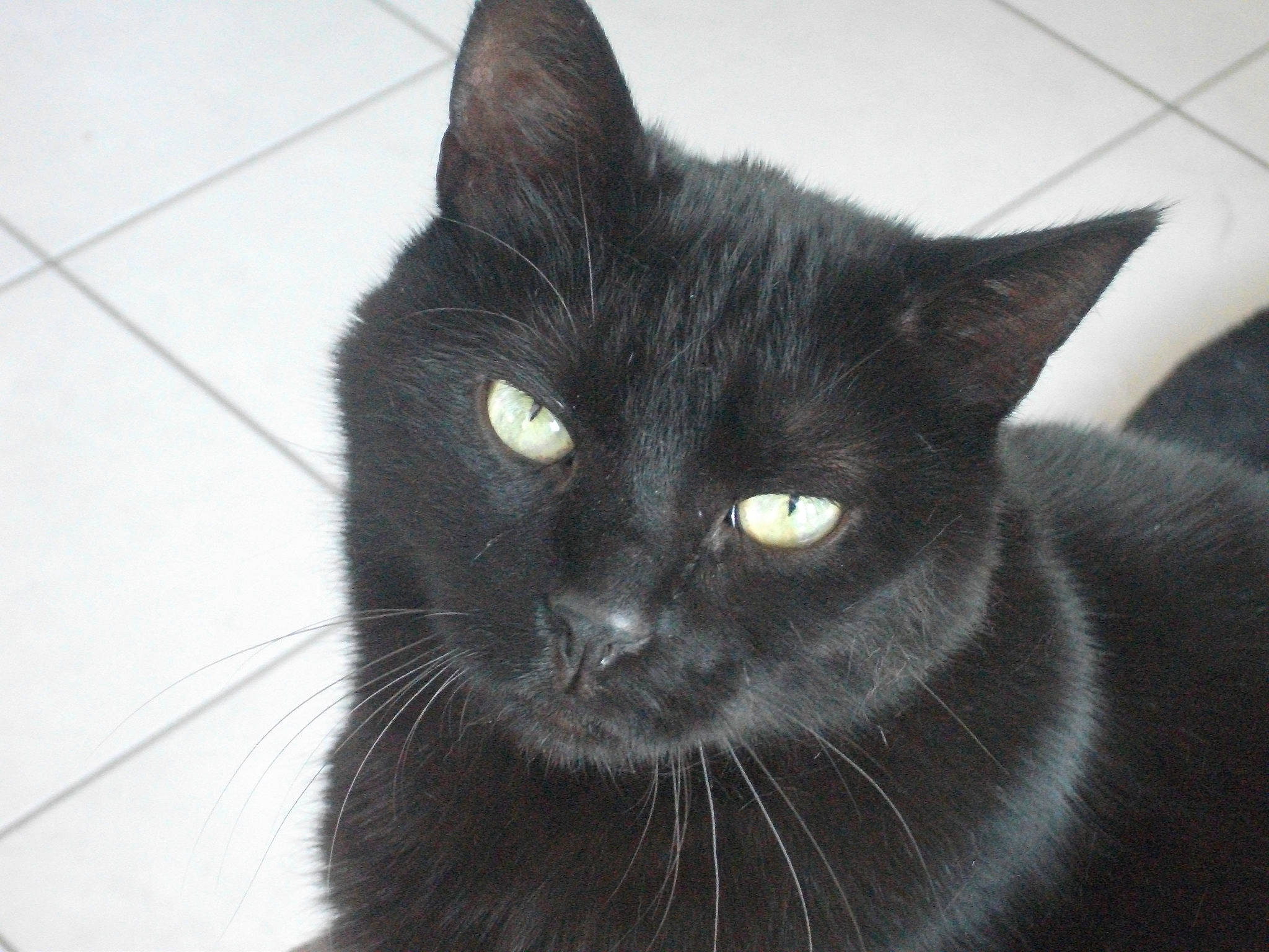 Beauty a rejoint le concours — aidez-le/la à gagner de superbes lots ! asian, black, black_cat, bombay, burmese, carnivore, cat, domestic_long_haired_cat, domestic_short_haired_cat, felidae, korat, mammal, small_to_medium_sized_cats, snout, vertebrate, whiskers