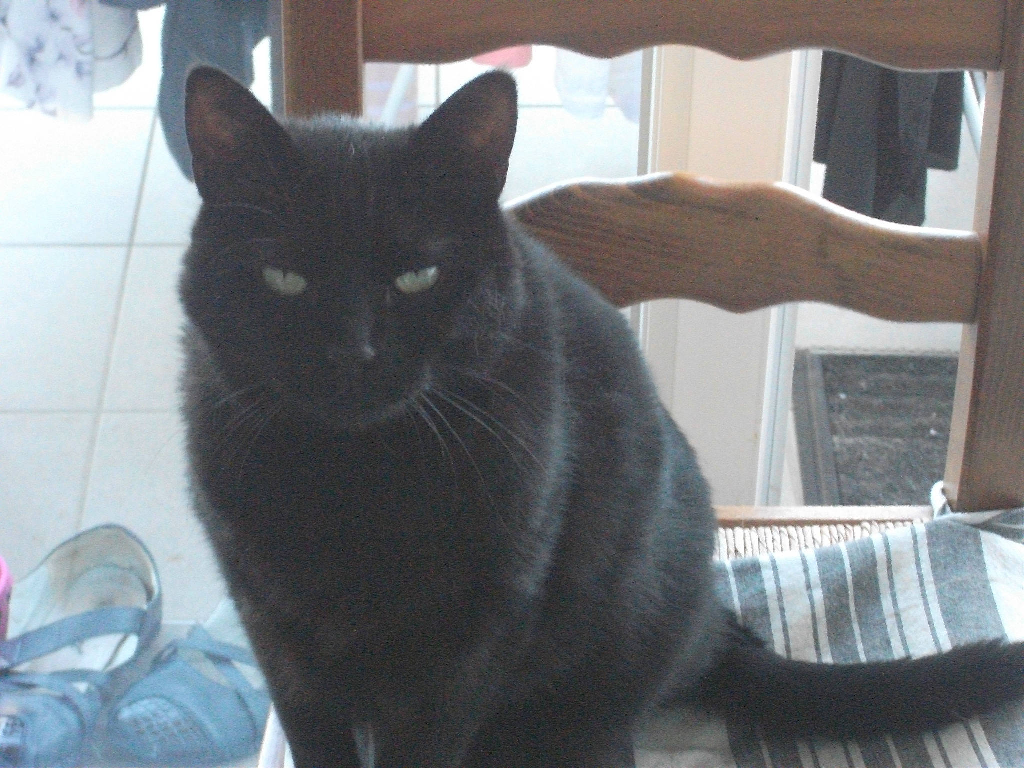 Beauty participe au concours pour gagner de l'argent avec cette photo : asian, black, black_cat, bombay, british_shorthair, burmese, carnivore, cat, chartreux, domestic_short_haired_cat, felidae, korat, mammal, nebelung, russian_blue, small_to_medium_sized_cats, tail, vertebrate, whiskers, window