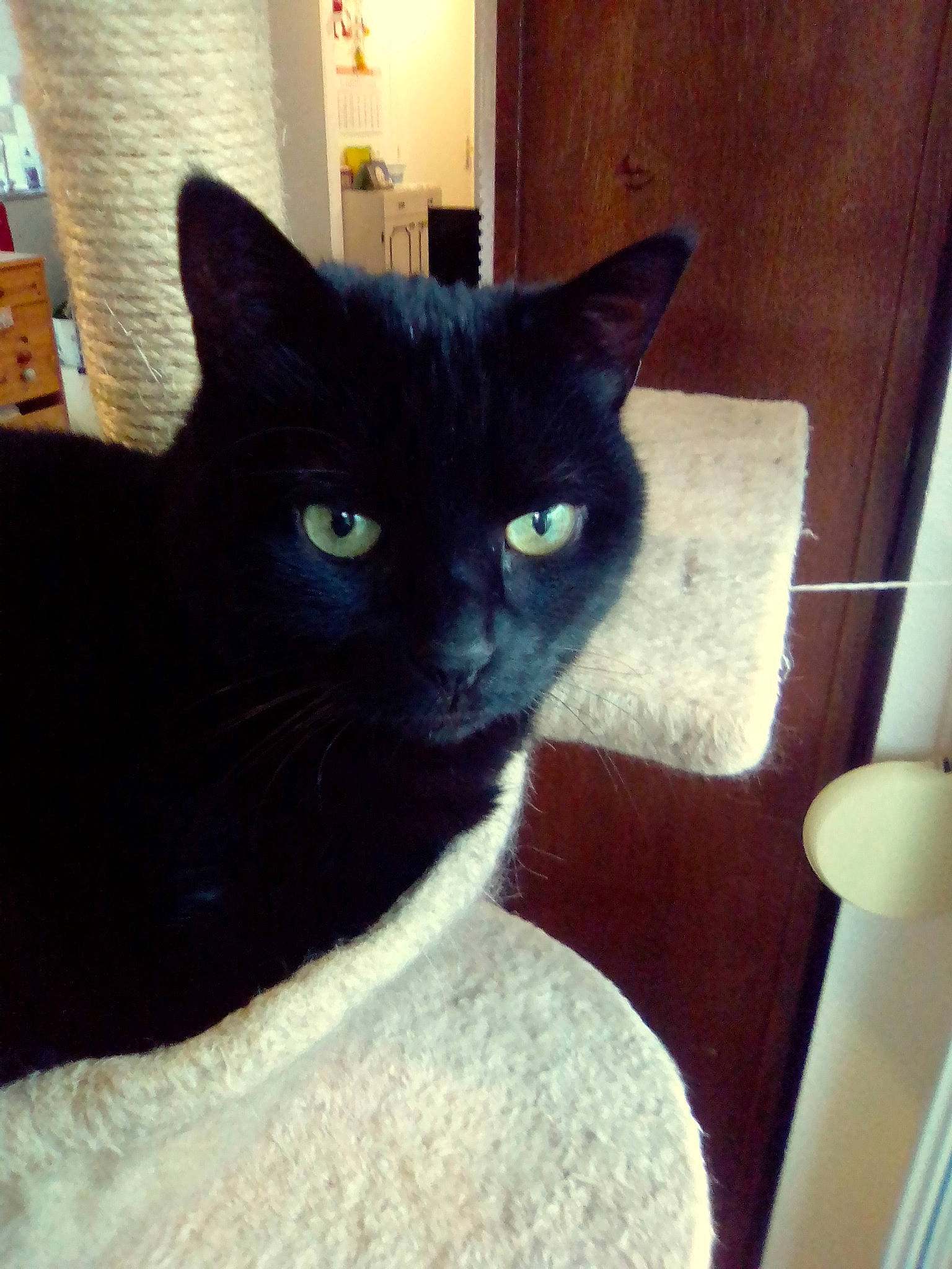 Beauty a rejoint le concours — aidez-le/la à gagner de superbes lots ! asian, black_cat, bombay, burmese, carnivore, cat, domestic_short_haired_cat, felidae, korat, mammal, ojos_azules, small_to_medium_sized_cats, tail, whiskers