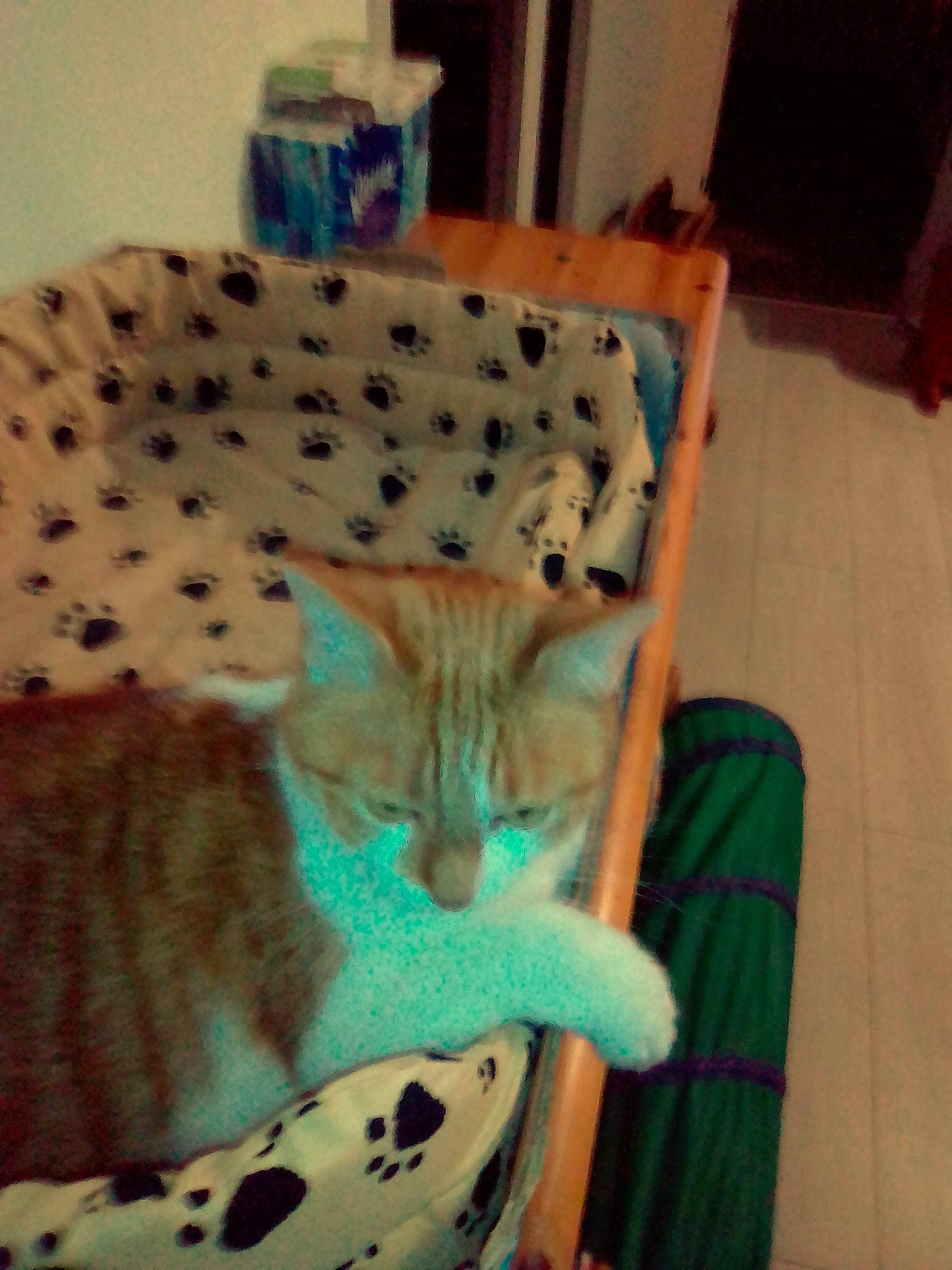 Cannelle participe au concours pour gagner de l'argent avec cette photo : american_shorthair, asian, carnivore, cat, domestic_short_haired_cat, egyptian_mau, european_shorthair, fawn, felidae, kitten, mammal, ocicat, oriental_shorthair, savannah, small_to_medium_sized_cats, tail, whiskers