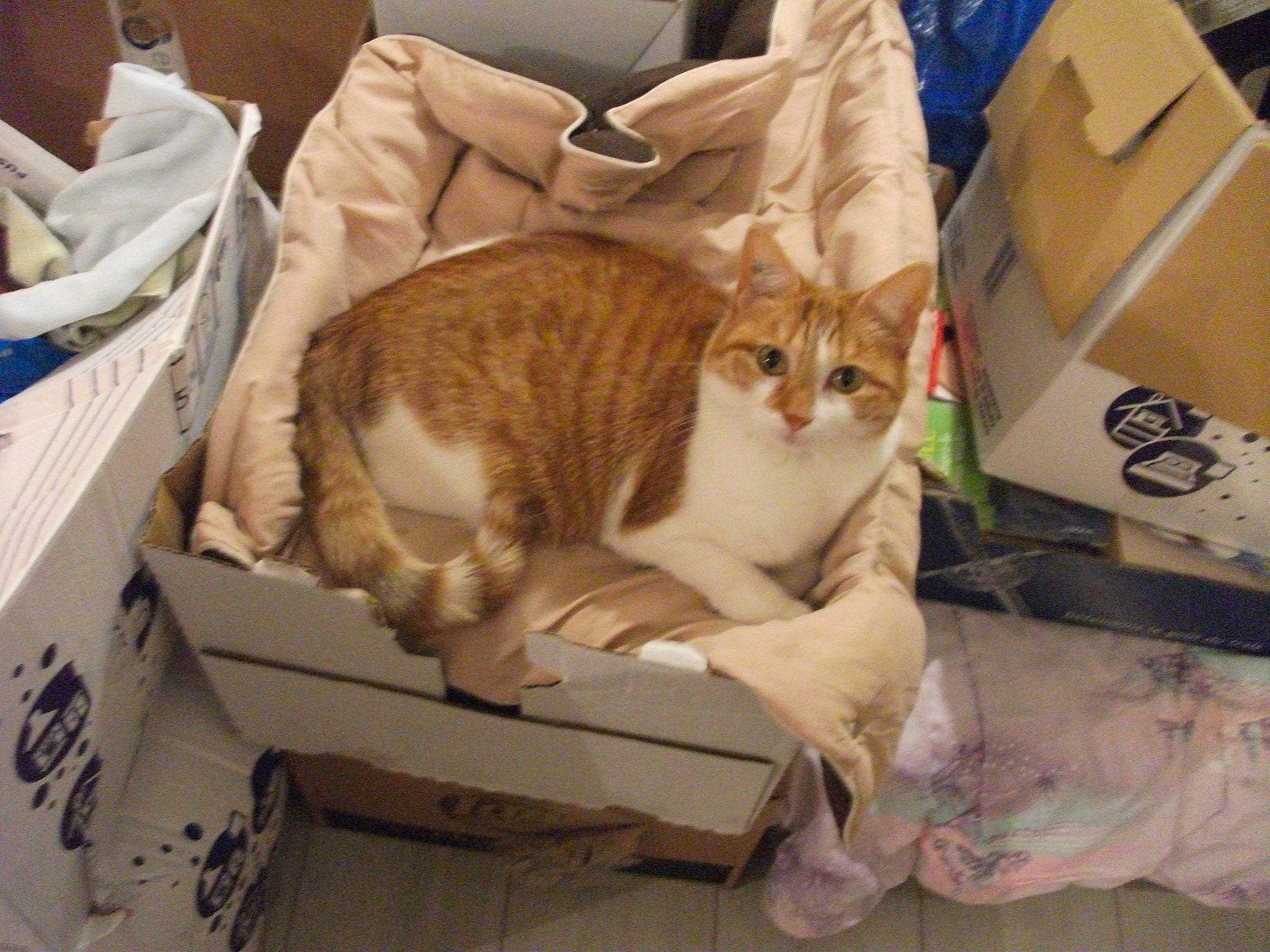 Cannelle participe au concours pour gagner de l'argent avec cette photo : aegean_cat, arabian_mau, asian, australian_mist, carnivore, cat, domestic_short_haired_cat, dragon_li, european_shorthair, fawn, felidae, kitten, mammal, singapura, small_to_medium_sized_cats, sokoke, tabby_cat, whiskers