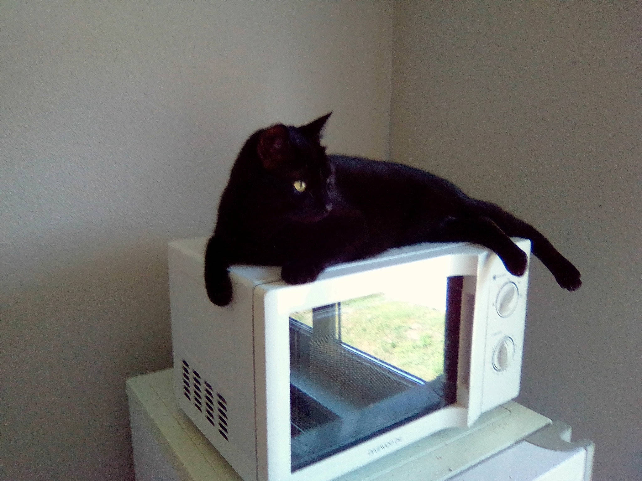 Prince participe au concours pour gagner de l'argent avec cette photo : black_cat, carnivore, cat, domestic_short_haired_cat, felidae, room, small_to_medium_sized_cats, tail, whiskers