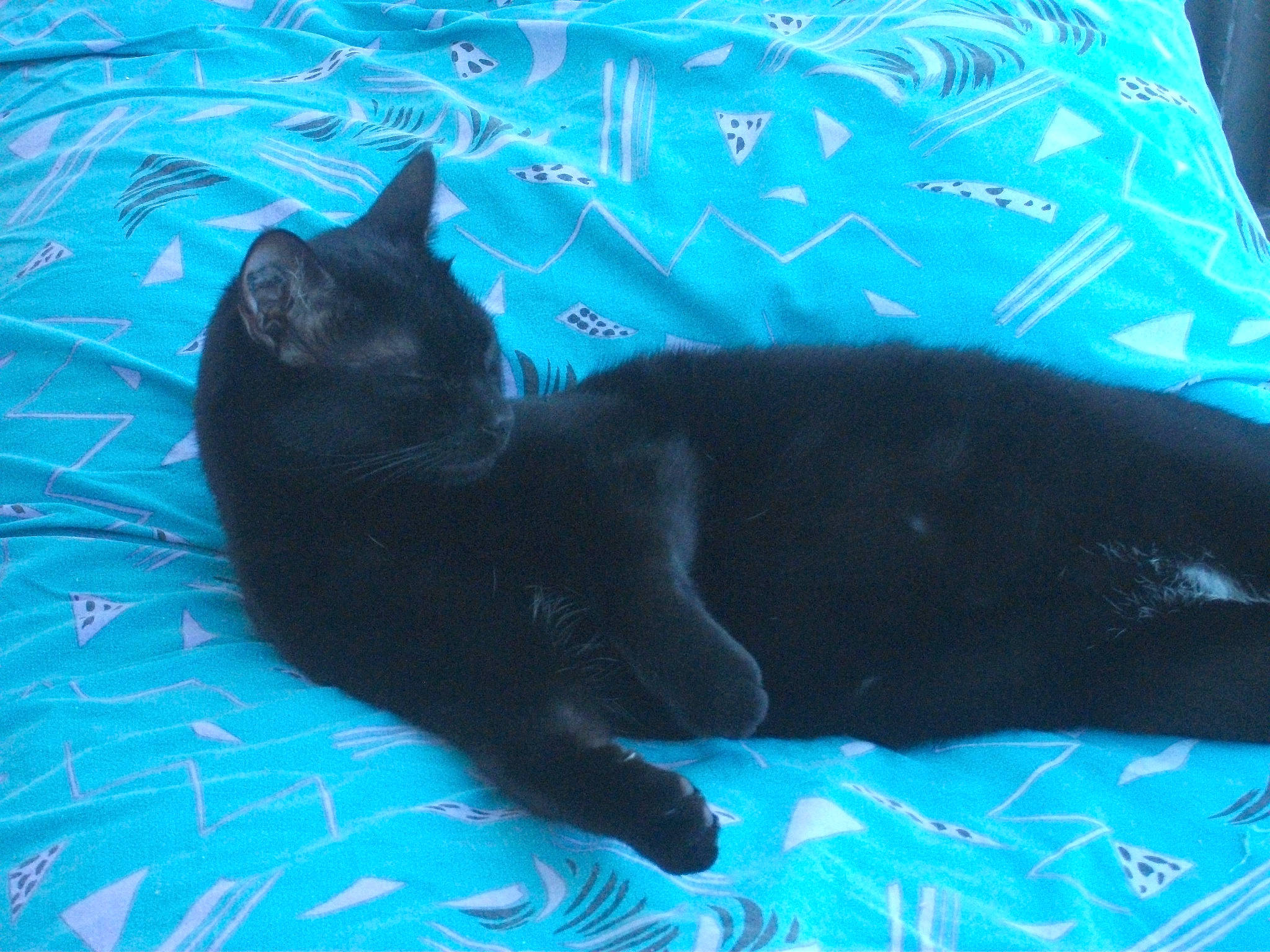 Prince participe au concours pour gagner de l'argent avec cette photo : black, black_cat, bombay, carnivore, cat, felidae, fur, kitten, mammal, small_to_medium_sized_cats, tail, vertebrate, whiskers