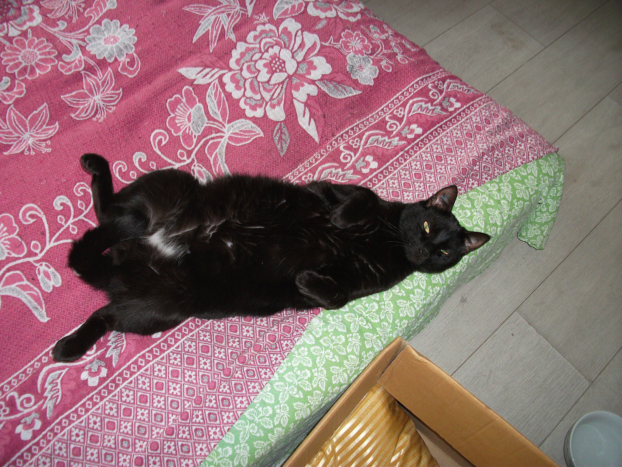 Prince participe au concours pour gagner de l'argent avec cette photo : black_cat, bombay, canidae, carnivore, cat, domestic_short_haired_cat, felidae, fur, small_to_medium_sized_cats, tail, whiskers