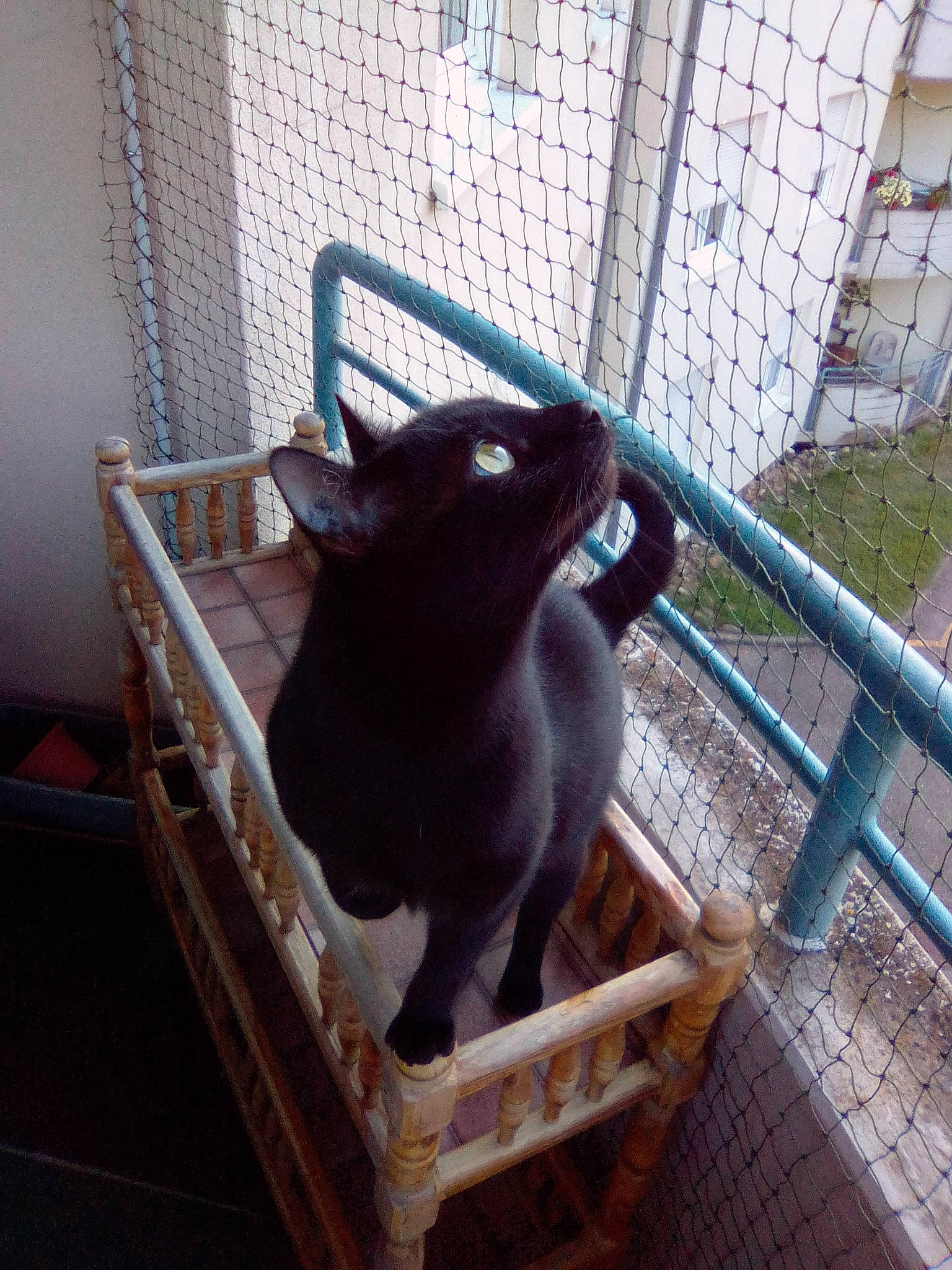 Prince participe au concours pour gagner de l'argent avec cette photo : black_cat, carnivore, cat, chair, felidae, korat, russian_blue, small_to_medium_sized_cats, whiskers